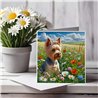 Greeting Card Matt 145x145mm - York(5)