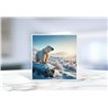 Greeting Card - Matt - 145x145mmPolar (14)