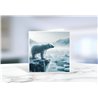 Greeting Card - Matt - 145x145mmPolar (15)
