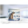 Greeting Card - Matt - 145x145mmPolar (2)