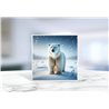 Greeting Card - Matt - 145x145mmPolar (5)