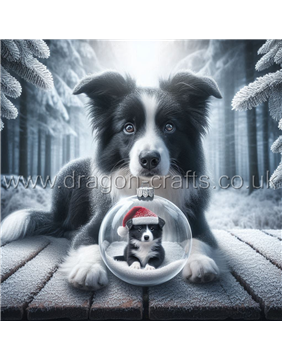 Black and white border collie