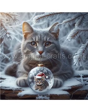 Grey Tabby